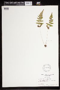 Cystopteris tennesseensis image