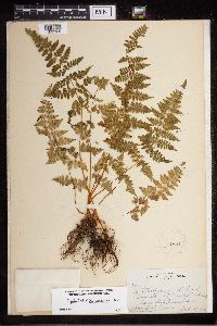 Cystopteris tennesseensis image