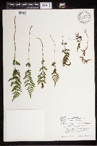 Cystopteris tennesseensis image