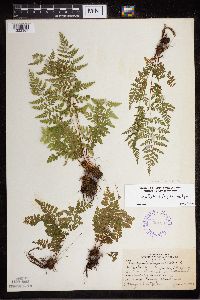 Cystopteris tenuis image