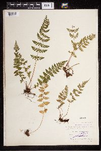 Cystopteris tenuis image