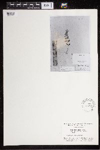 Cystopteris tenuis image