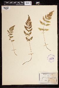 Cystopteris tenuis image