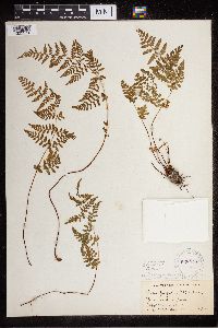 Cystopteris tenuis image