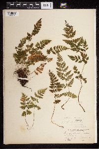 Cystopteris tenuis image