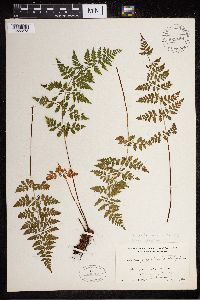 Cystopteris tenuis image
