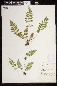 Cystopteris tenuis image