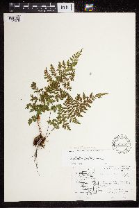 Cystopteris tenuis image