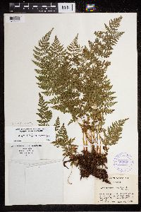 Cystopteris tenuis image