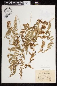 Cystopteris tenuis image