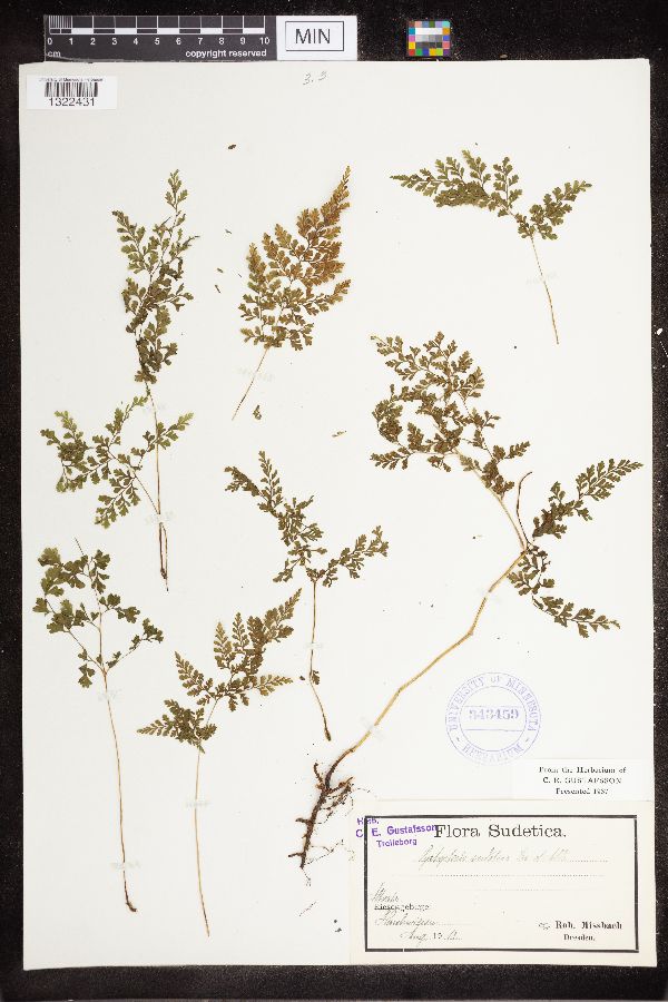 Cystopteris sudetica image