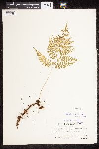 Cystopteris sudetica image