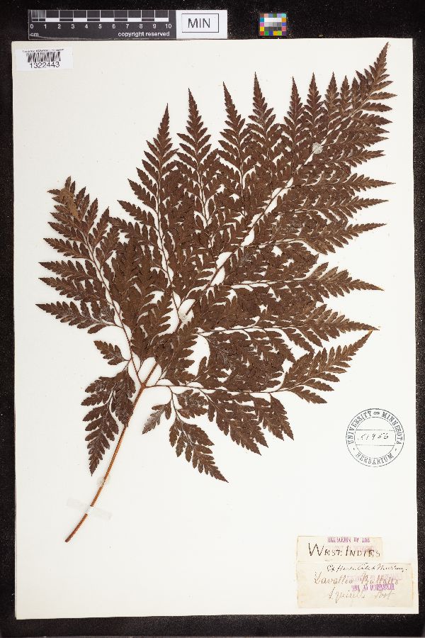 Davallia bullata image