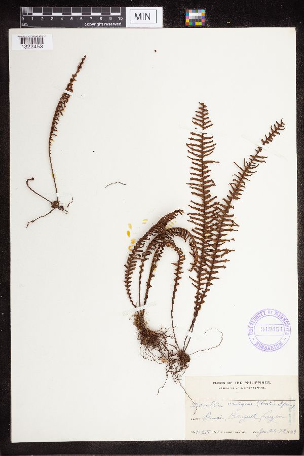 Davallia contigua image