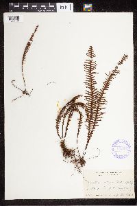 Media resource of Davallia contigua