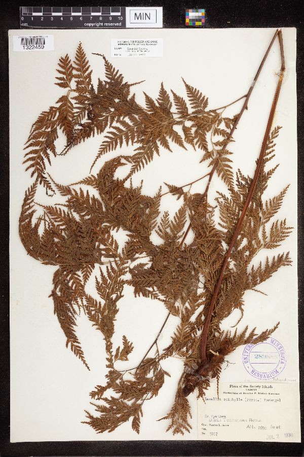 Davallia epiphylla image