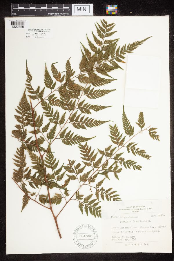 Davallia divaricata image