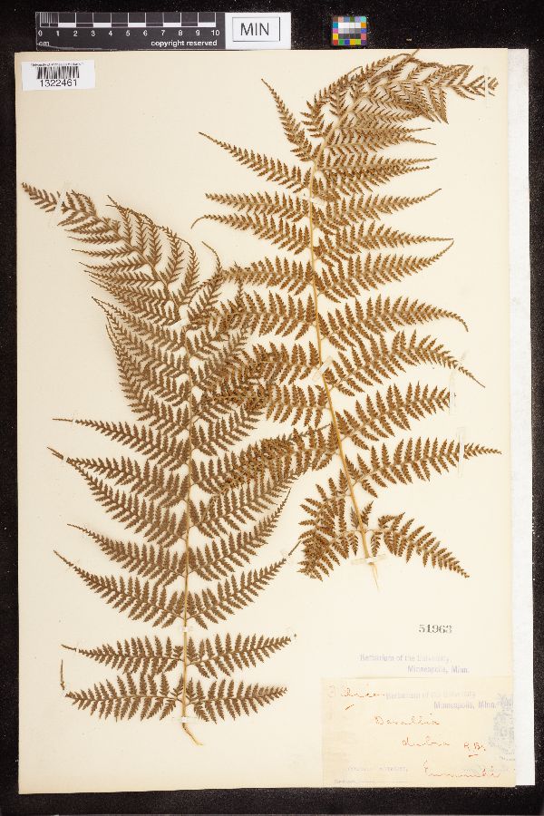 Davallia dubia image