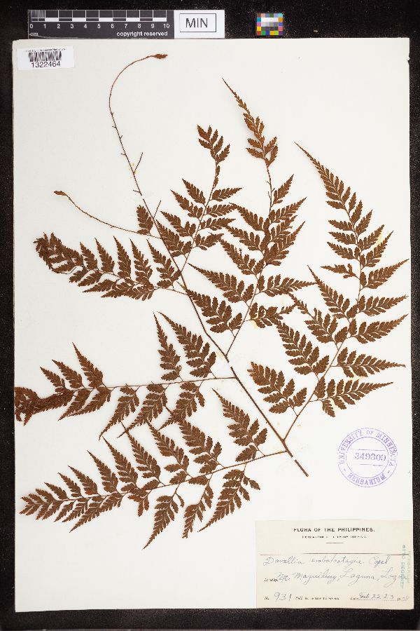 Davallia embolostegia image