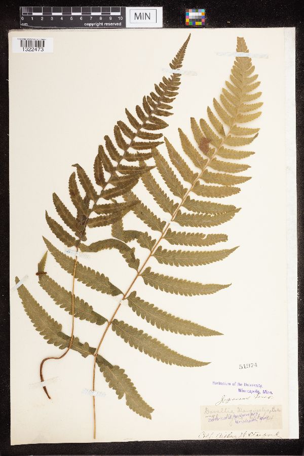 Davallia marginalis image