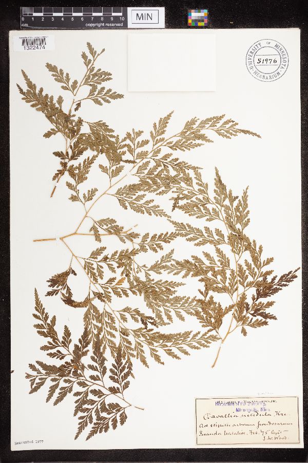 Davallia nitidula image