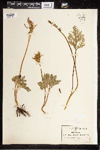 Media resource of Sceptridium schaffneri