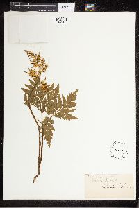 Media resource of Sceptridium ternatum