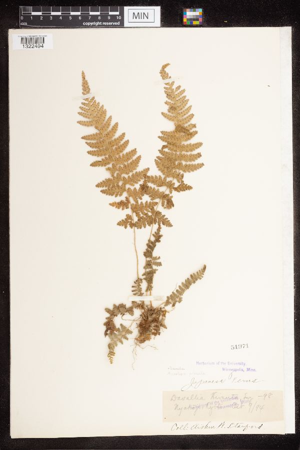 Davallia pilosella image