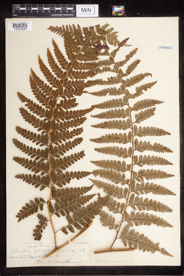 Davallia proxima image