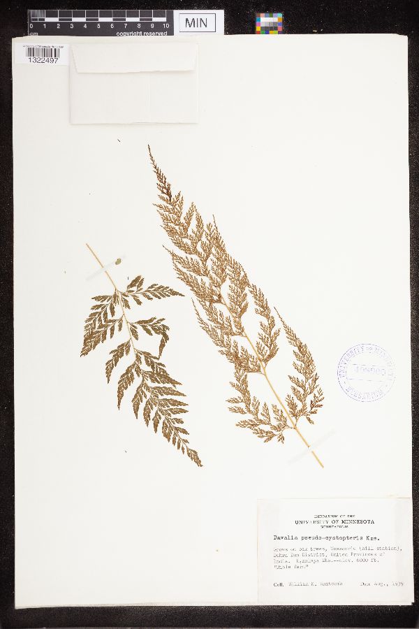 Davallia pseudocystopteris image