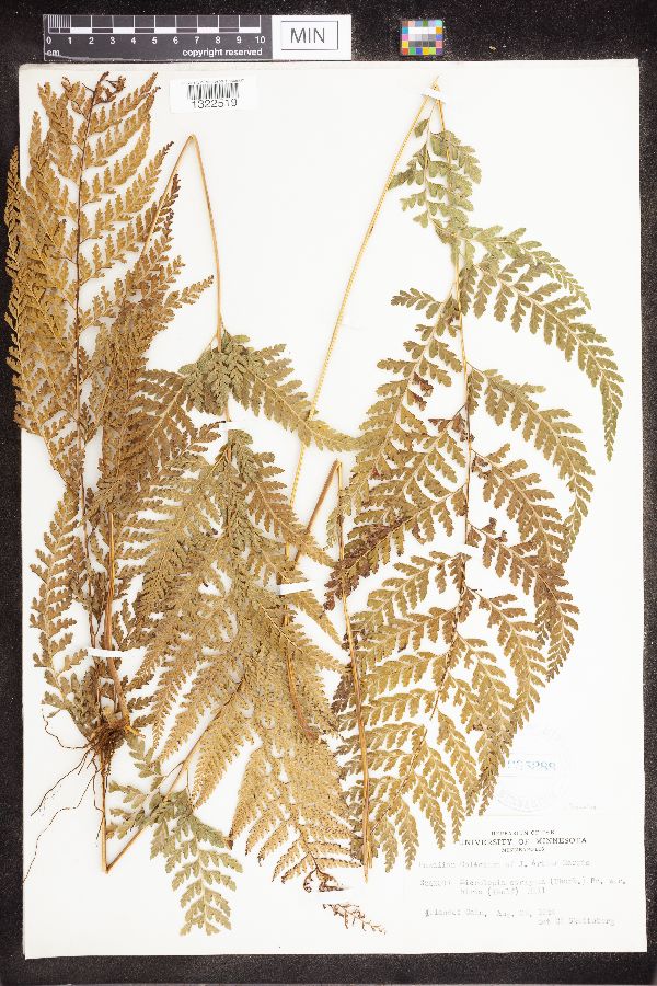 Davallia strigosa image