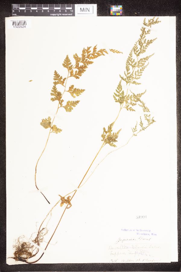 Davallia wilfordii image