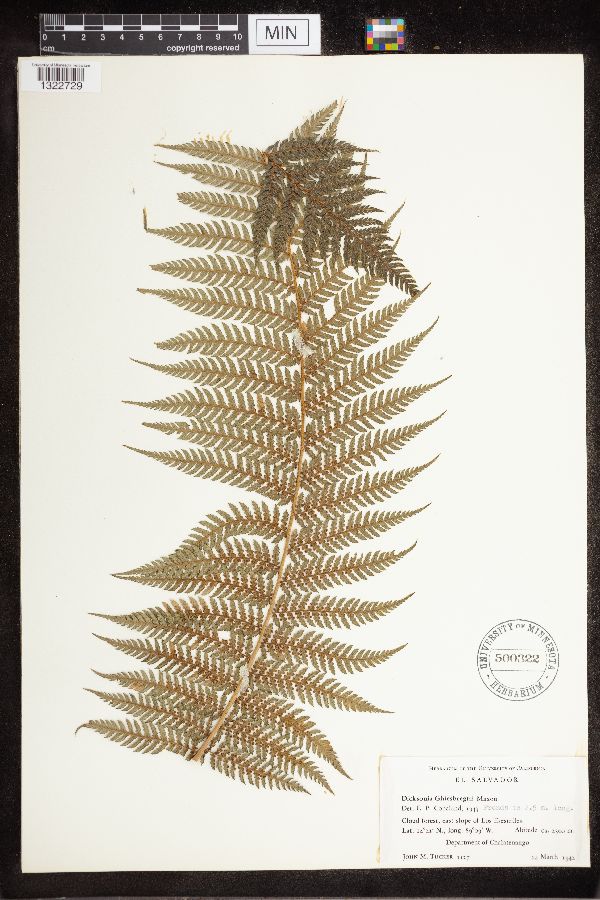 Dicksonia ghiesbreghtii image