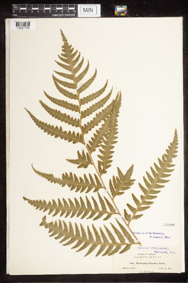 Dicksonia plumieri image