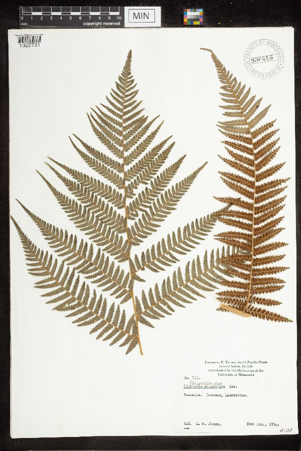 Dicksonia antarctica image