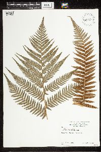 Media resource of Dicksonia antarctica