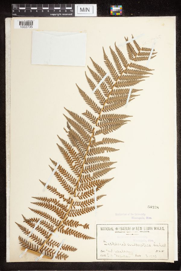 Dicksonia image