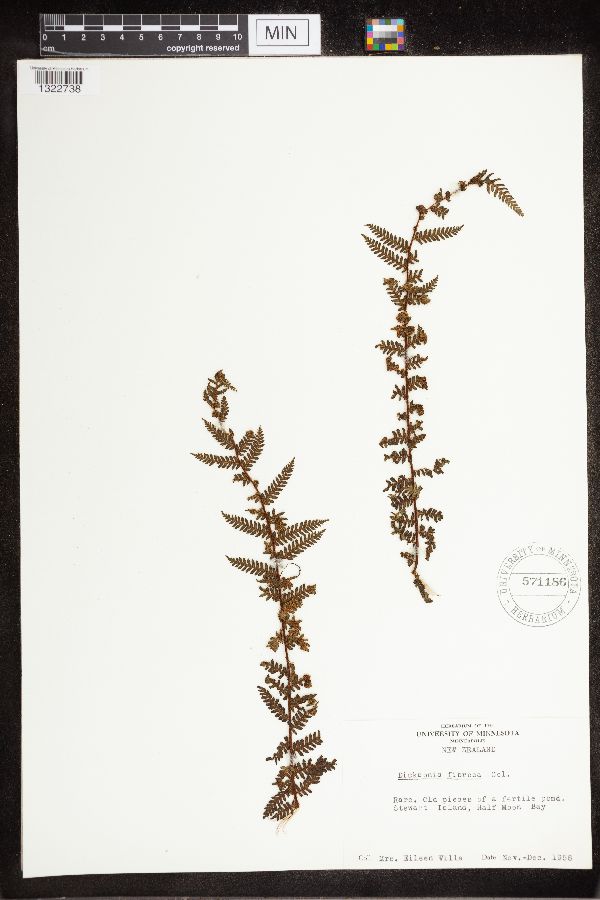 Dicksonia fibrosa image