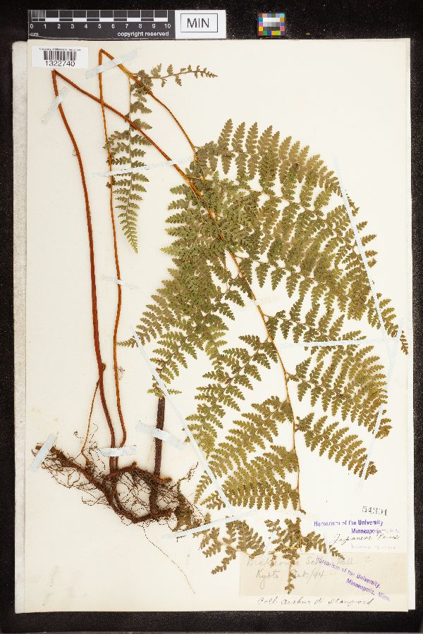 Dicksonia squarrosa image