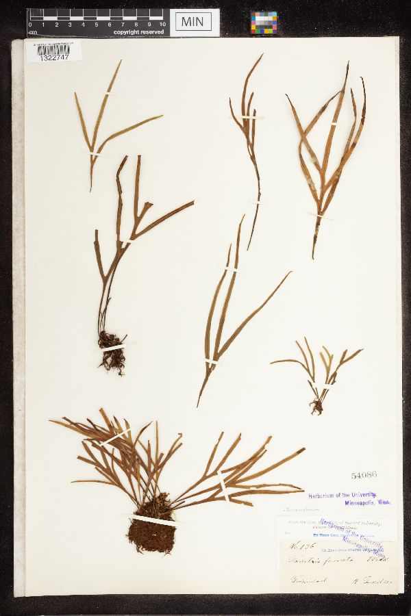 Dicranoglossum image