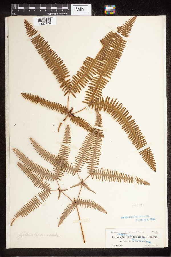 Dicranopteris rigida image