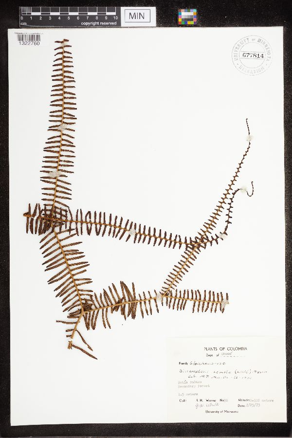 Dicranopteris remota image