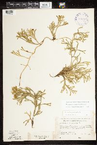 Media resource of Diphasiastrum complanatum x digitatum