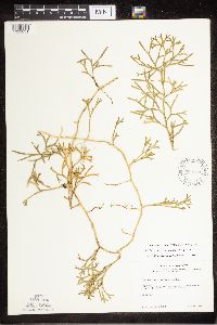 Diphasiastrum complanatum x digitatum image