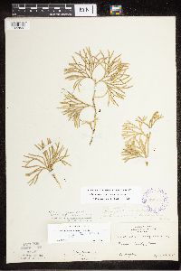 Diphasiastrum complanatum x digitatum image