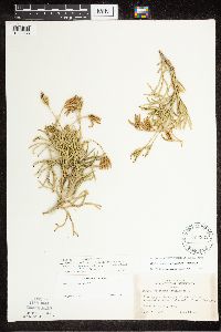 Diphasiastrum complanatum x digitatum image