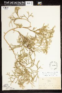 Diphasiastrum complanatum x digitatum image