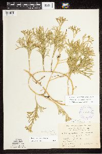 Diphasiastrum complanatum x digitatum image