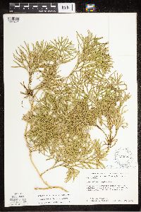 Diphasiastrum complanatum x digitatum image