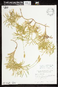 Diphasiastrum complanatum x digitatum image